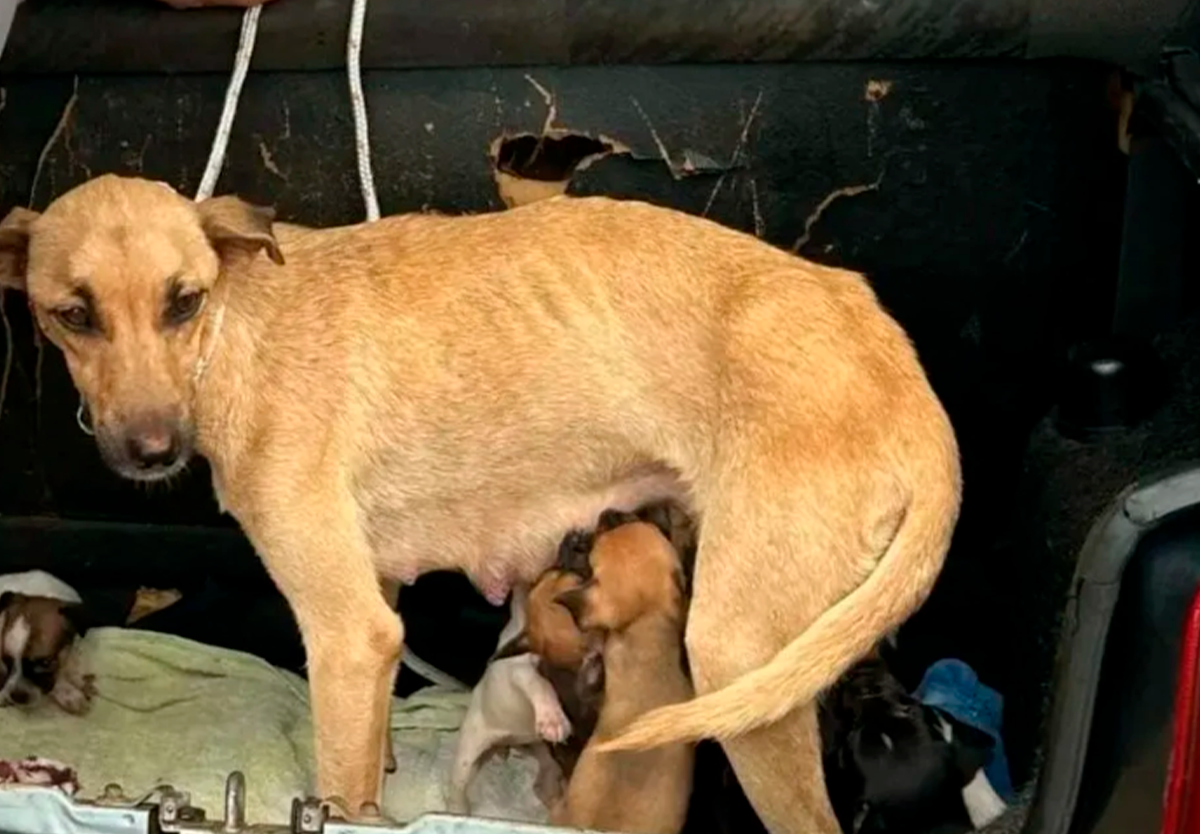 Cadela é encontrada desnutrida e sinais de maus-tratos