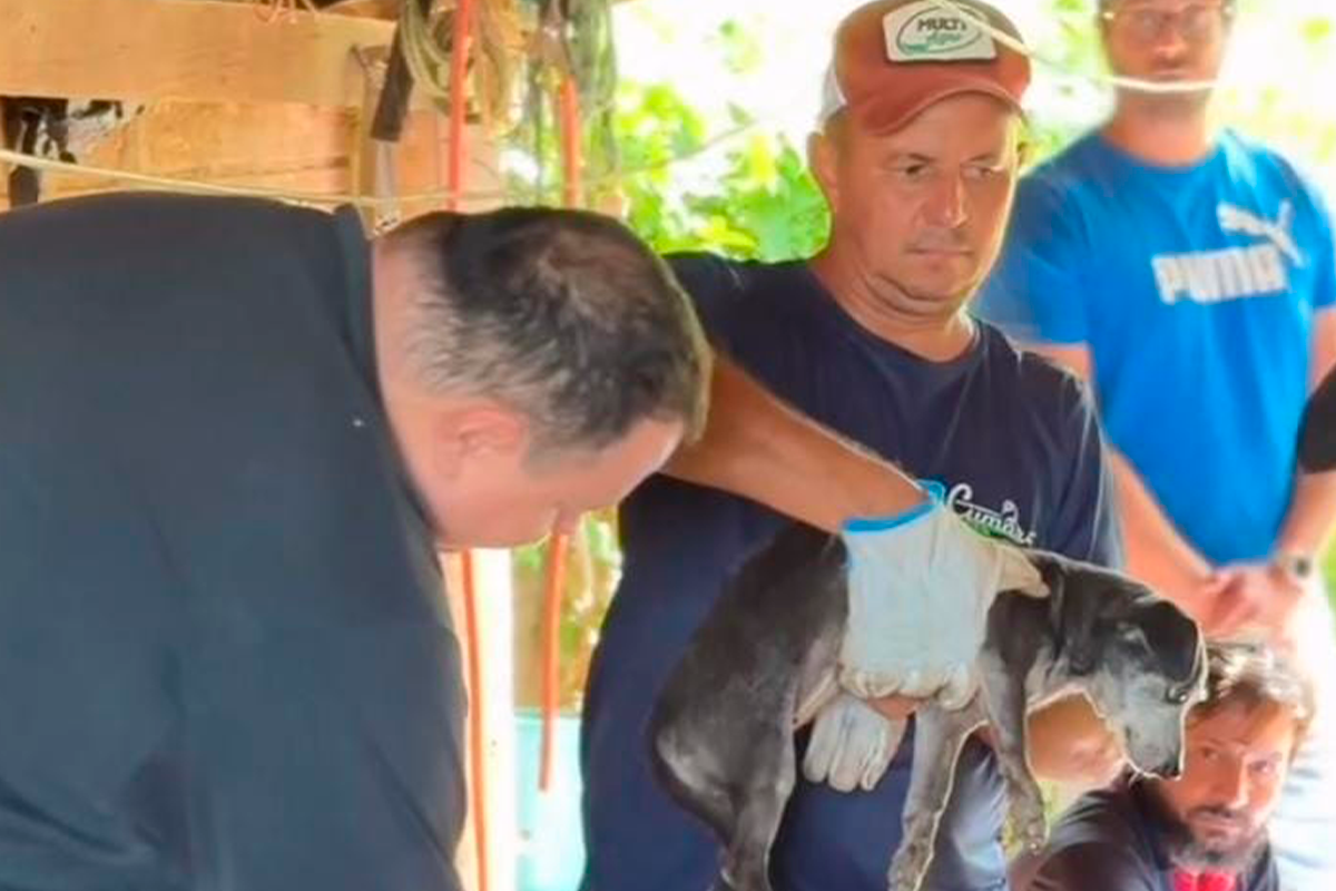 Zoofilia em Cumari