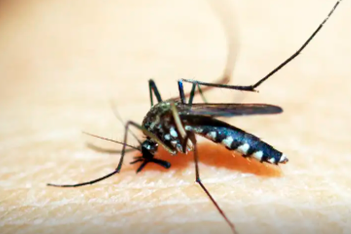 Panôrama da Dengue em Goiás