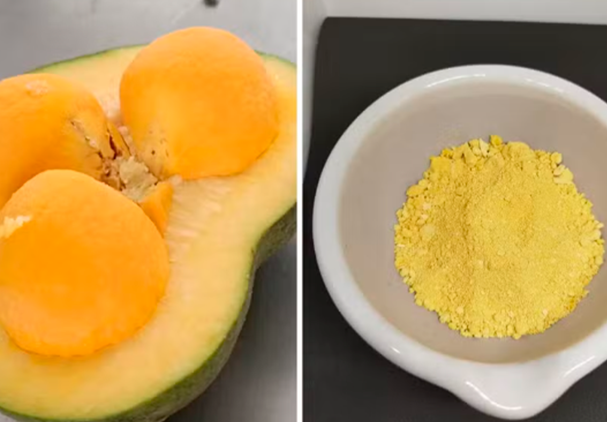 Pesquisadores produzem pó de pequi