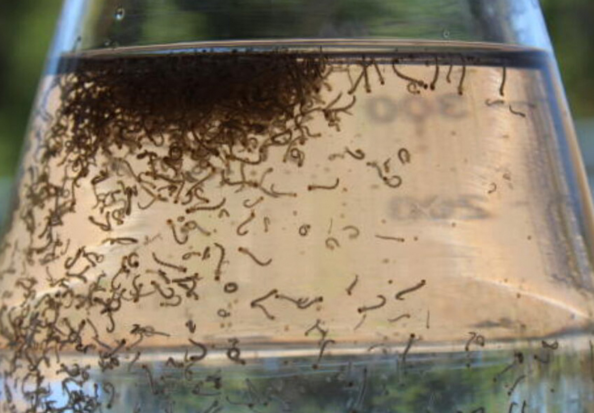 Estado investe em projetos para combater o Aedes aegypti.