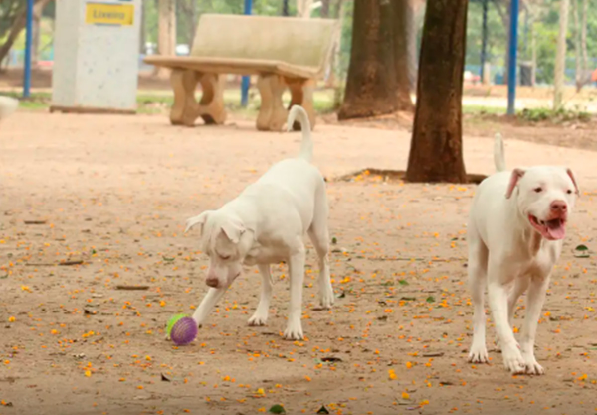 Cãe e gatos podem ter RG animal.