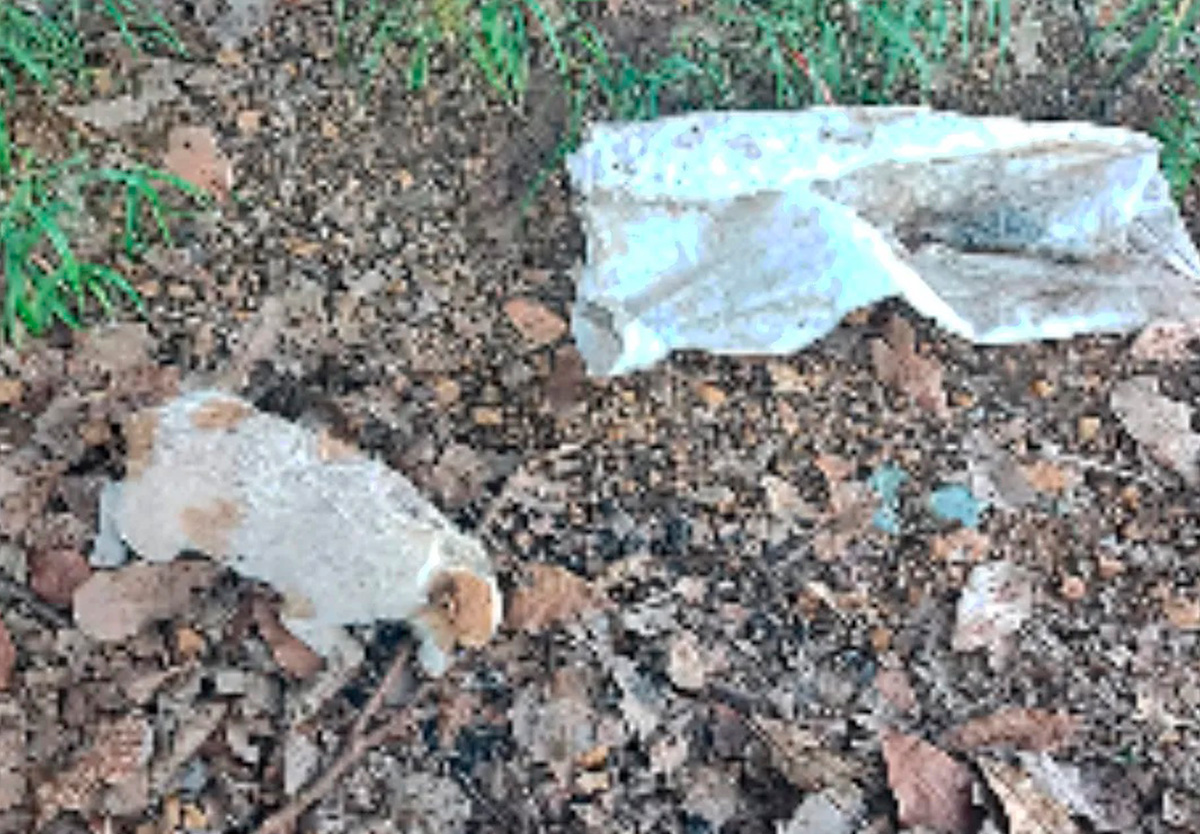 Cão é morto a marretada.