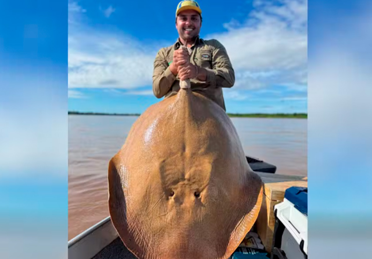 Surpresa no Araguaia: pescador captura arraia rara e gigante em Goiás.