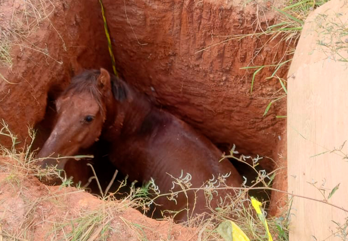 Bombeiros resgatam cavalo preso em buraco de 3 metros em Catalão.