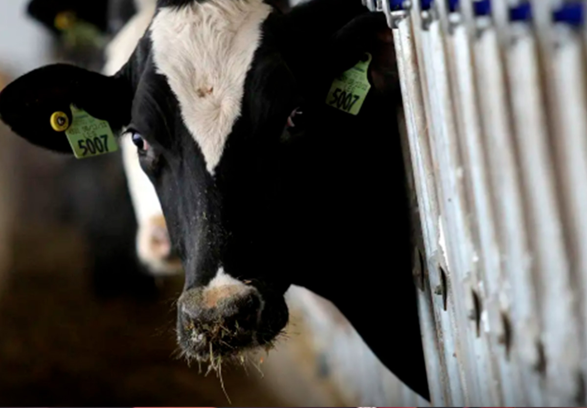 Brasil é reconhecido internacionalmente como livre de febre aftosa sem vacinação.