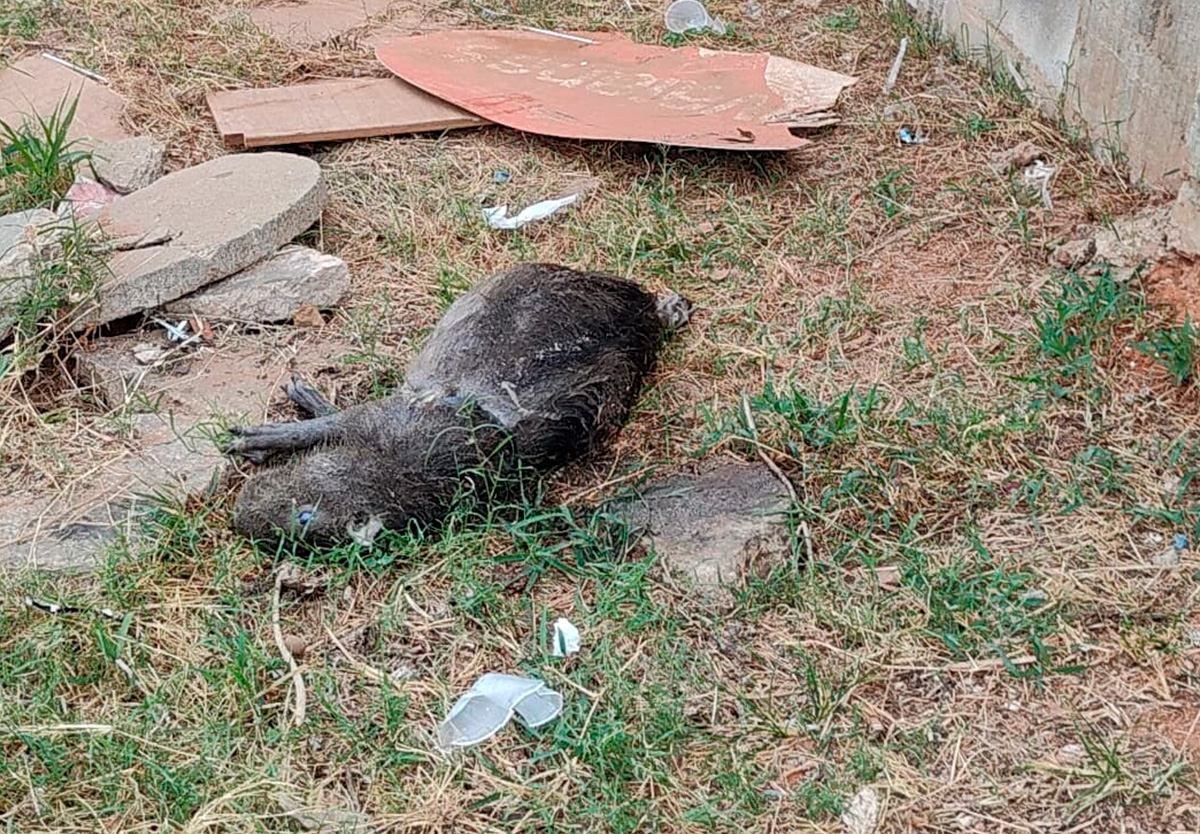 SAE e Polícia investigam crime ambiental com capivara em Catalão.