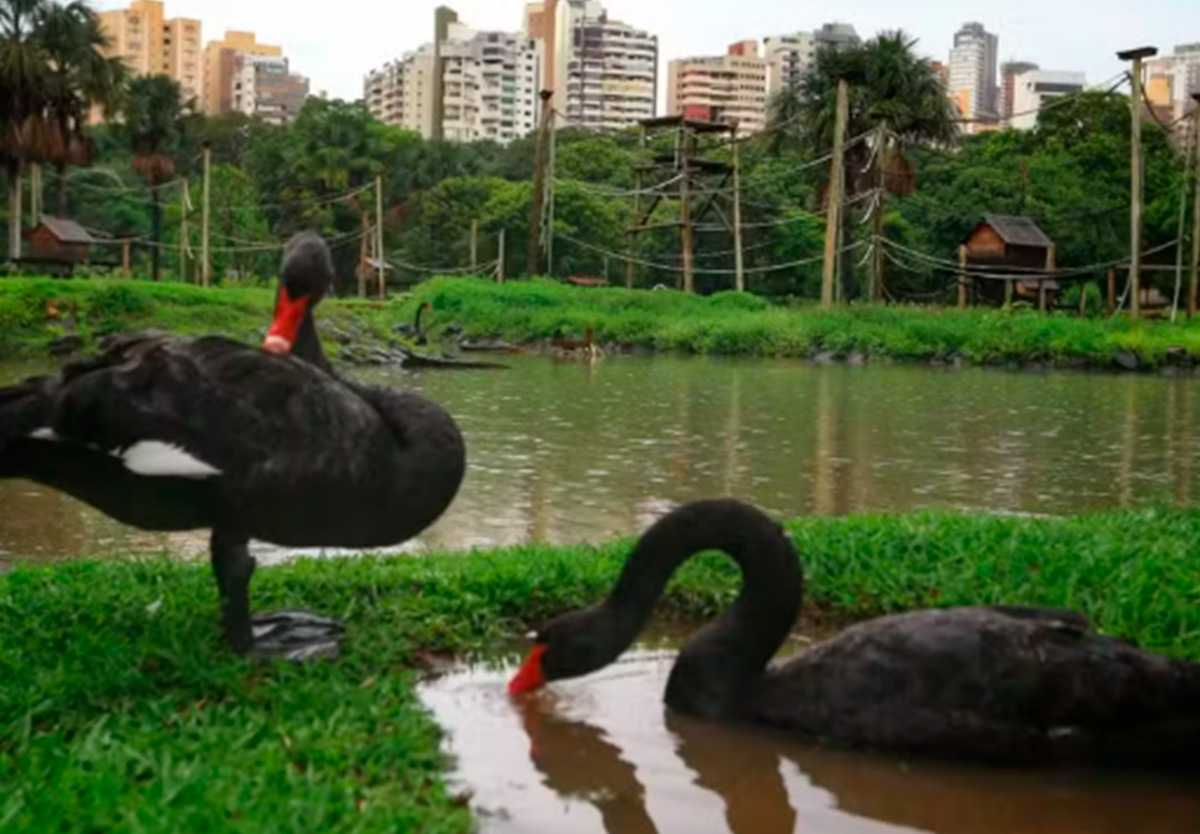 Cisne negro morre no Zoológico de Goiânia; exames vão confirmar causa.