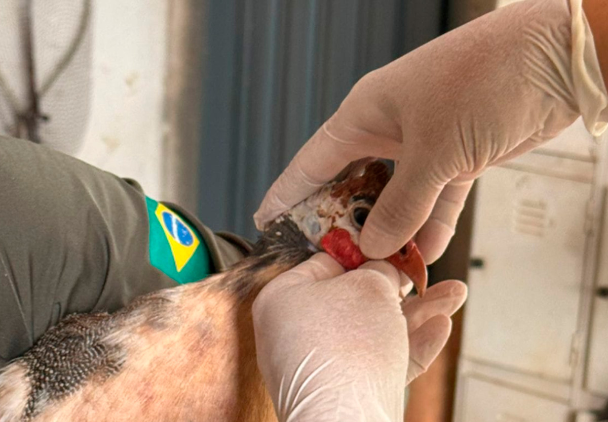 Agrodefesa emite alerta máximo contra gripe aviária em Goiás.