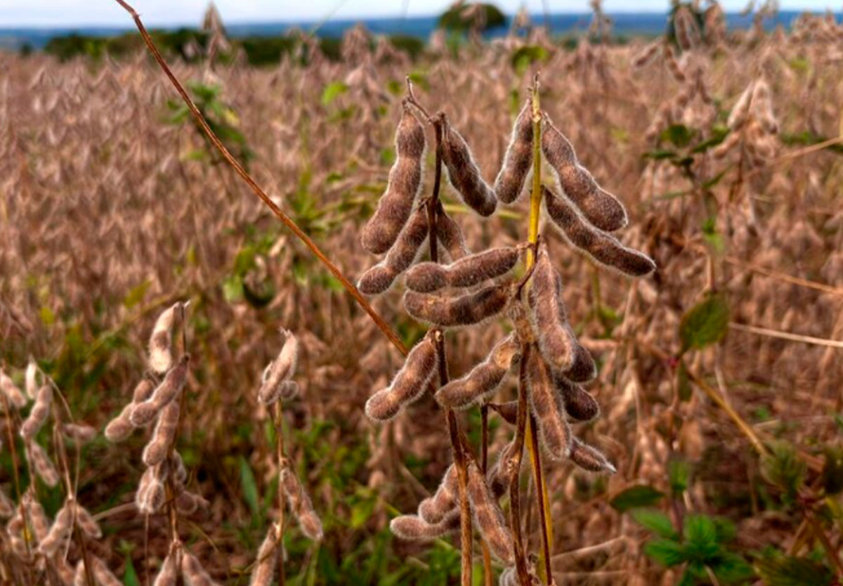 Goiás bate recorde e tem superávit de US$ 700 milhões na balança comercial