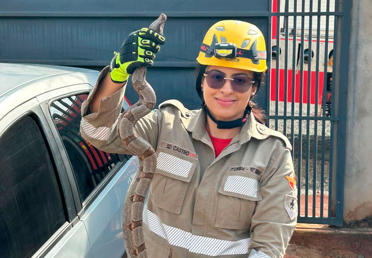 Bombeiros capturam jibóia em cima de carro em Catalão e evitam acidente