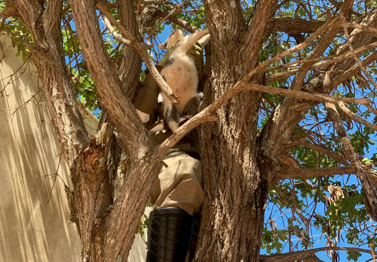 Bombeiros garante resgate seguro de gata em situação de risco em Ipameri