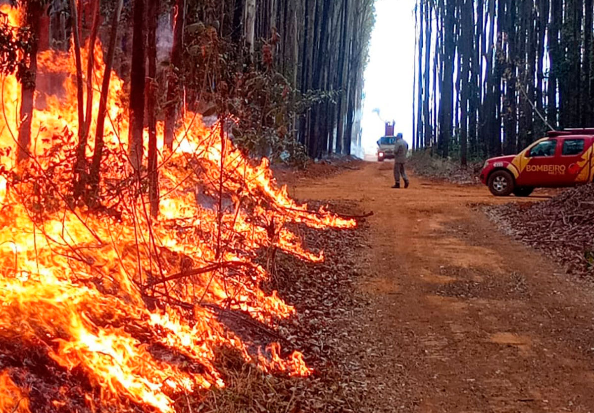 Bombeiros controlam incêndio em plantação de eucalipto e lavoura em Ipameri