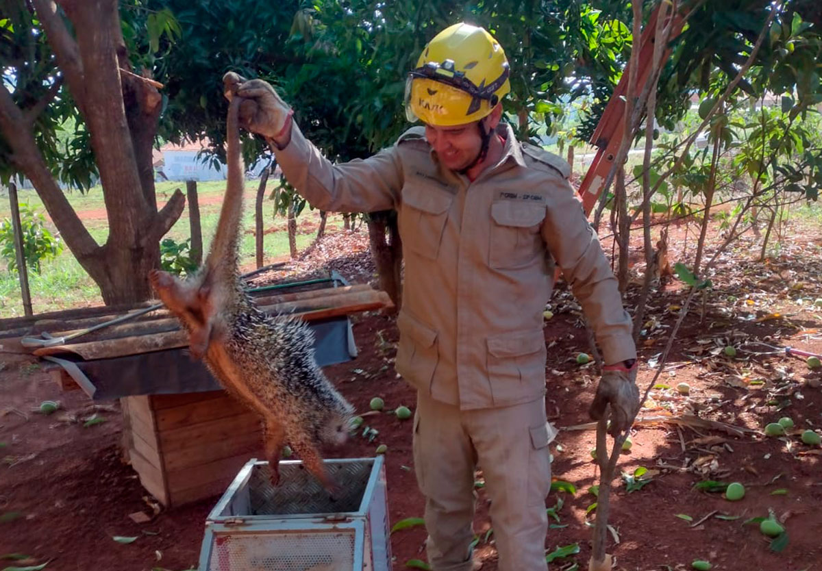 Ouriço invade quintal e mobiliza Corpo de Bombeiros em Ipameri