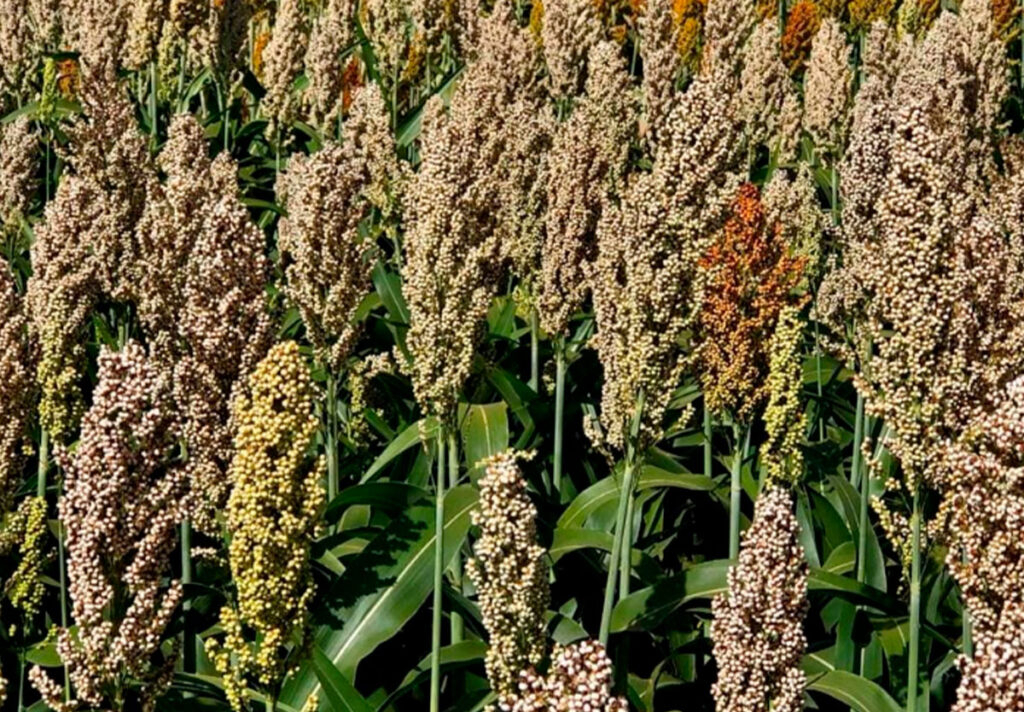 Caiado sanciona lei que isenta ICMS do sorgo e de biomassas usadas para energia em Goiás
