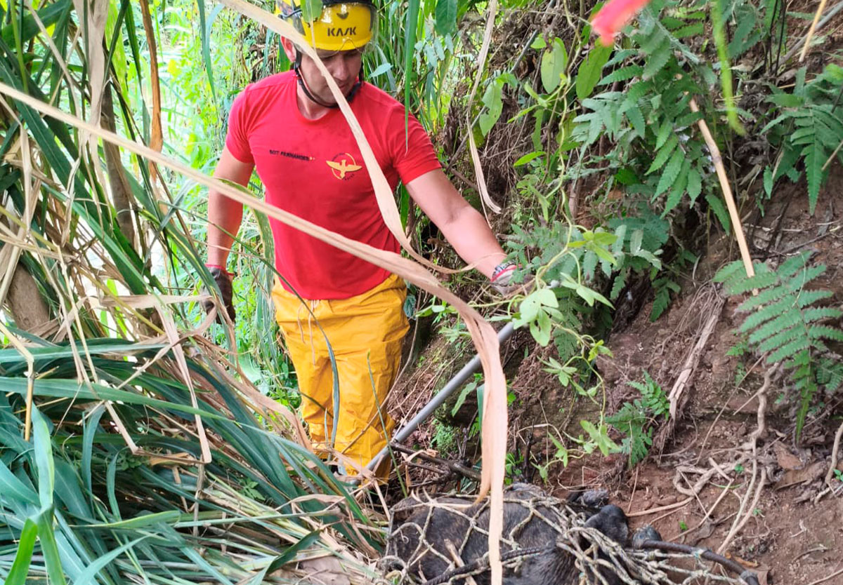 Cão em situação de risco é salvo por bombeiros em Ipameri
