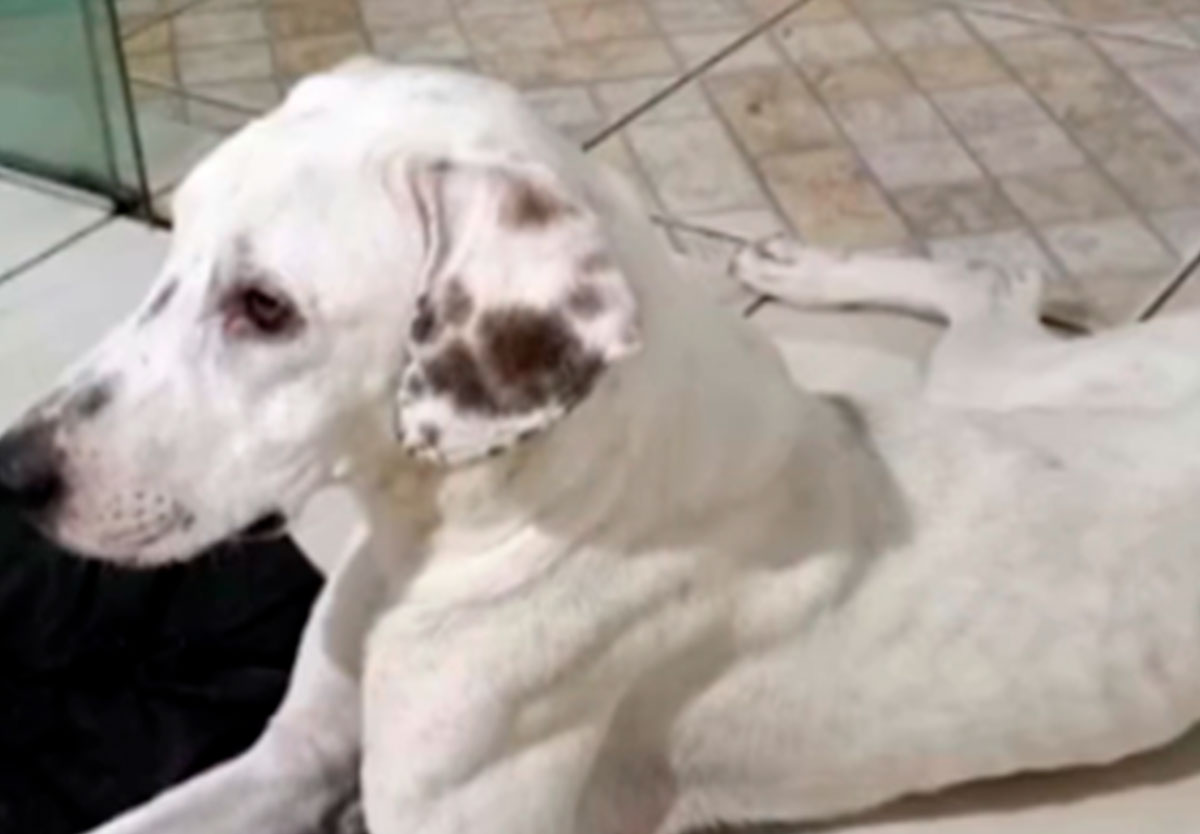 Bebê de 1 ano é atacado por cachorro e transferido em estado grave para Goiânia