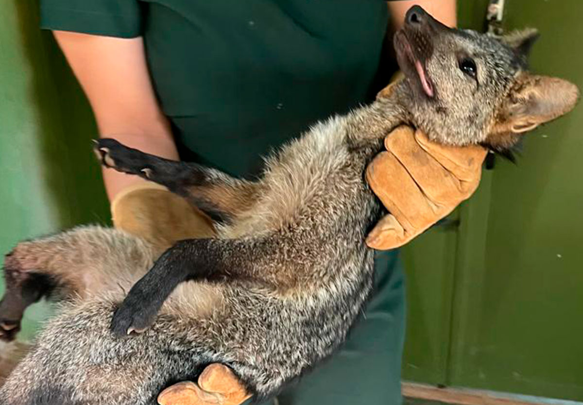 Cachorro-do-mato é encontrado ferido na GO-210