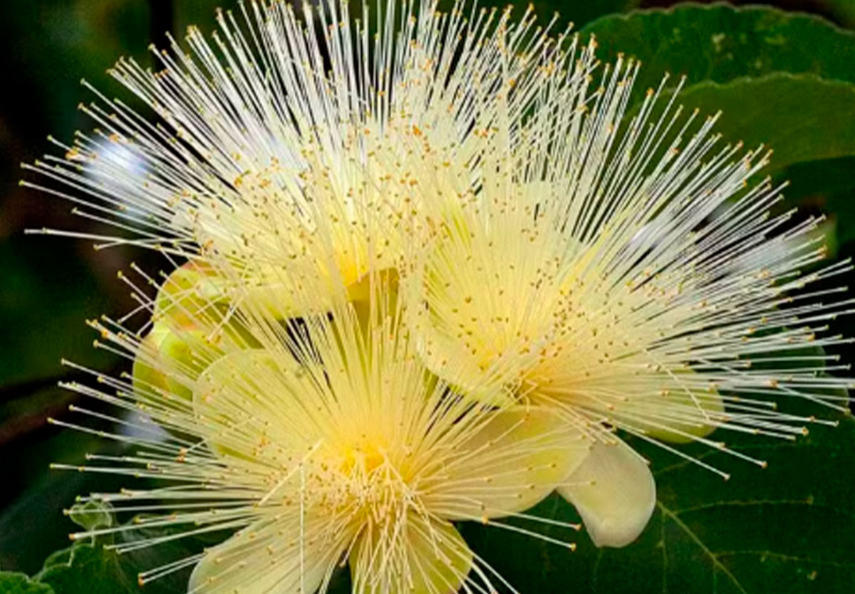 Pesquisa da UEG alerta para risco de desaparecimento de espécies nativas do Cerrado