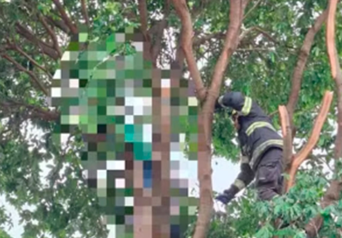 Bombeiros resgatam corpo de homem que levou choque durante poda em Caldas Novas