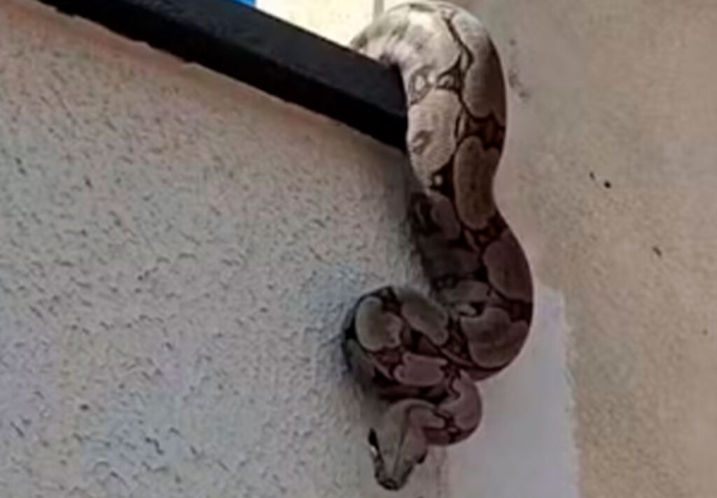 Jiboia sobe em muro e assusta moradora em Goiás; especialista tranquiliza