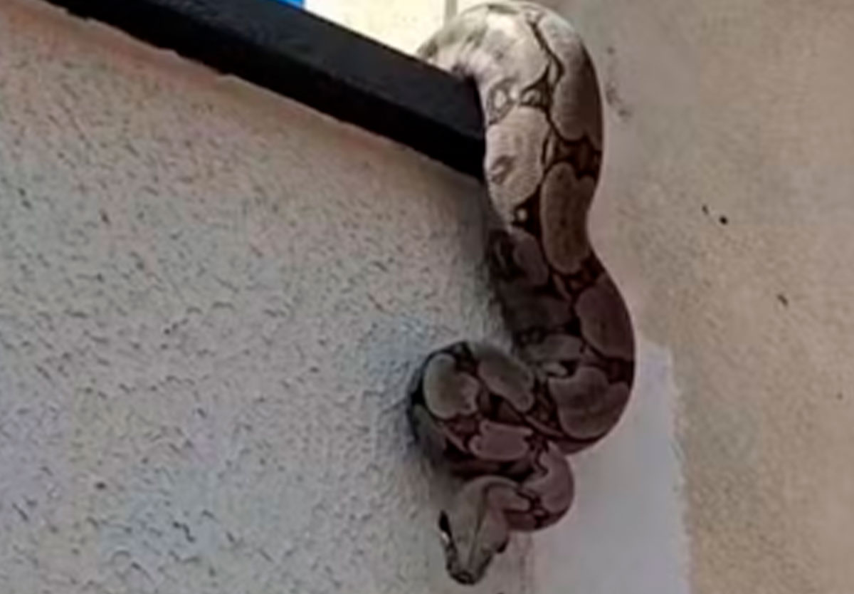 Jiboia sobe em muro e assusta moradora em Goiás; especialista tranquiliza