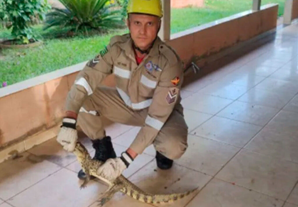 Filhote de jacaré é encontrado em quintal na zona rural de Goiandira