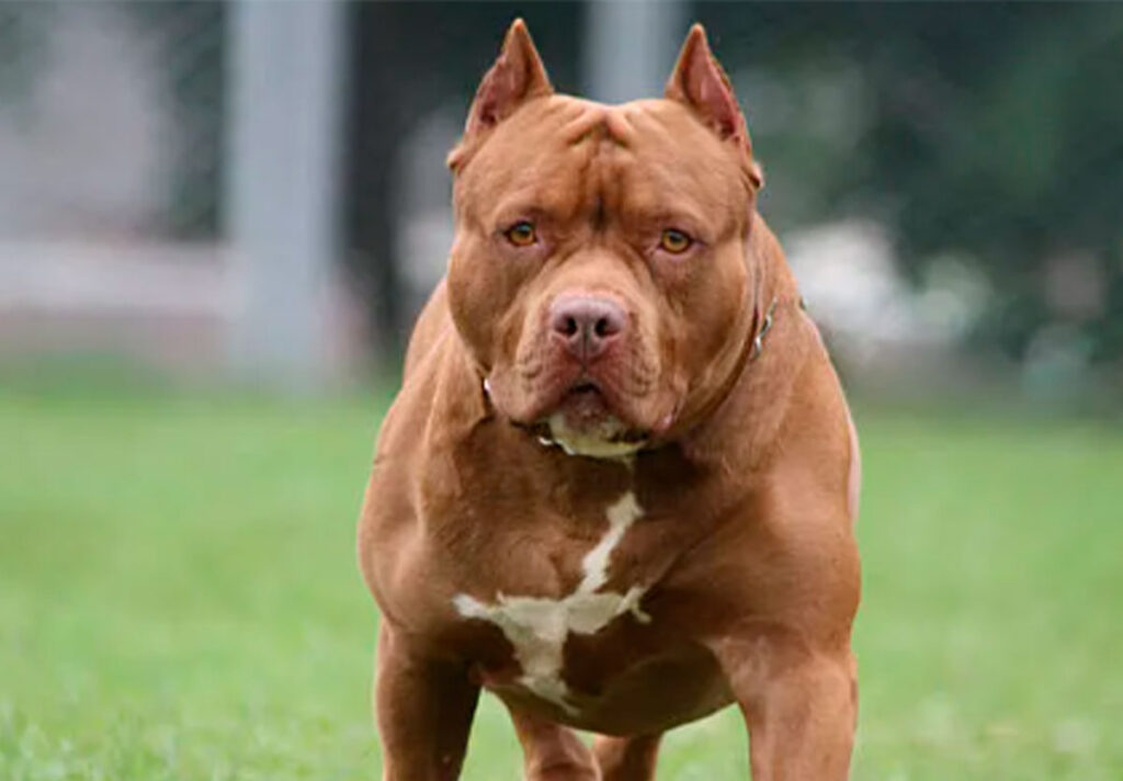 Pitbull se solta e ataca duas pessoas em Ipameri