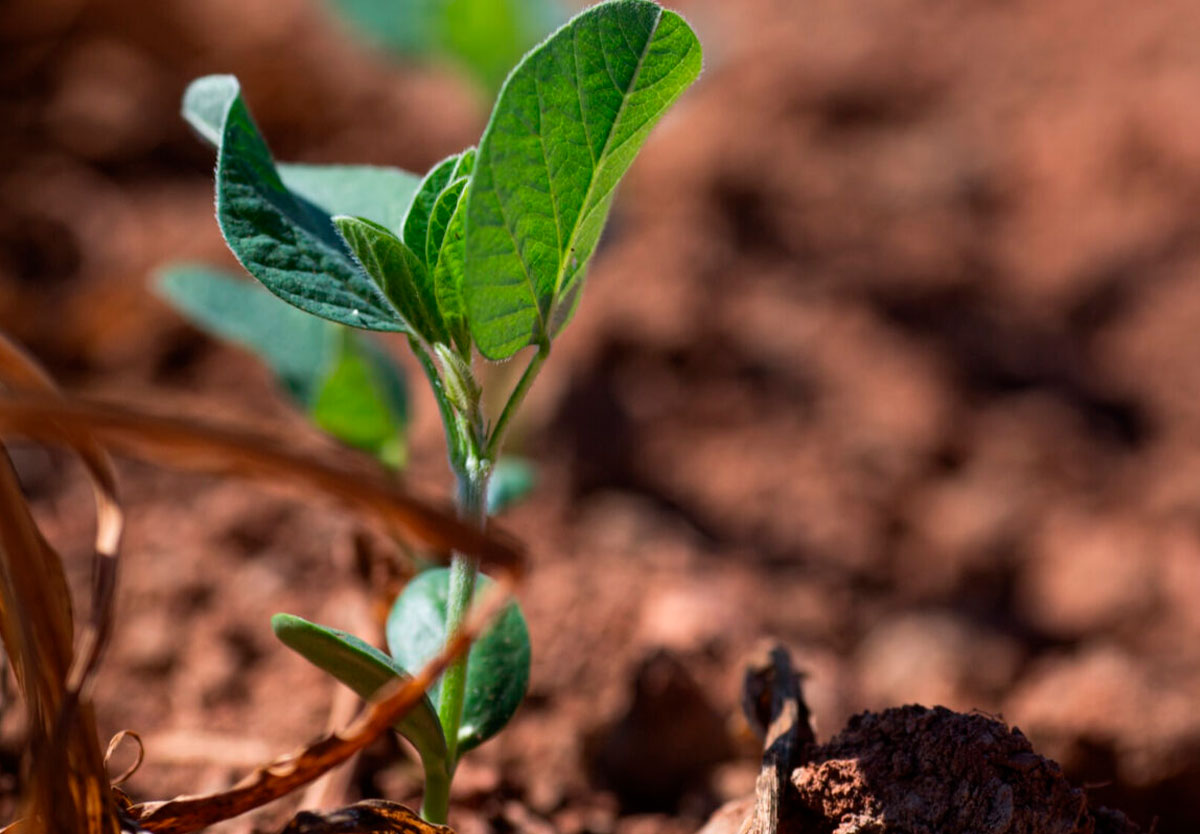 Ministro suspende ações sobre acordo ambiental da soja