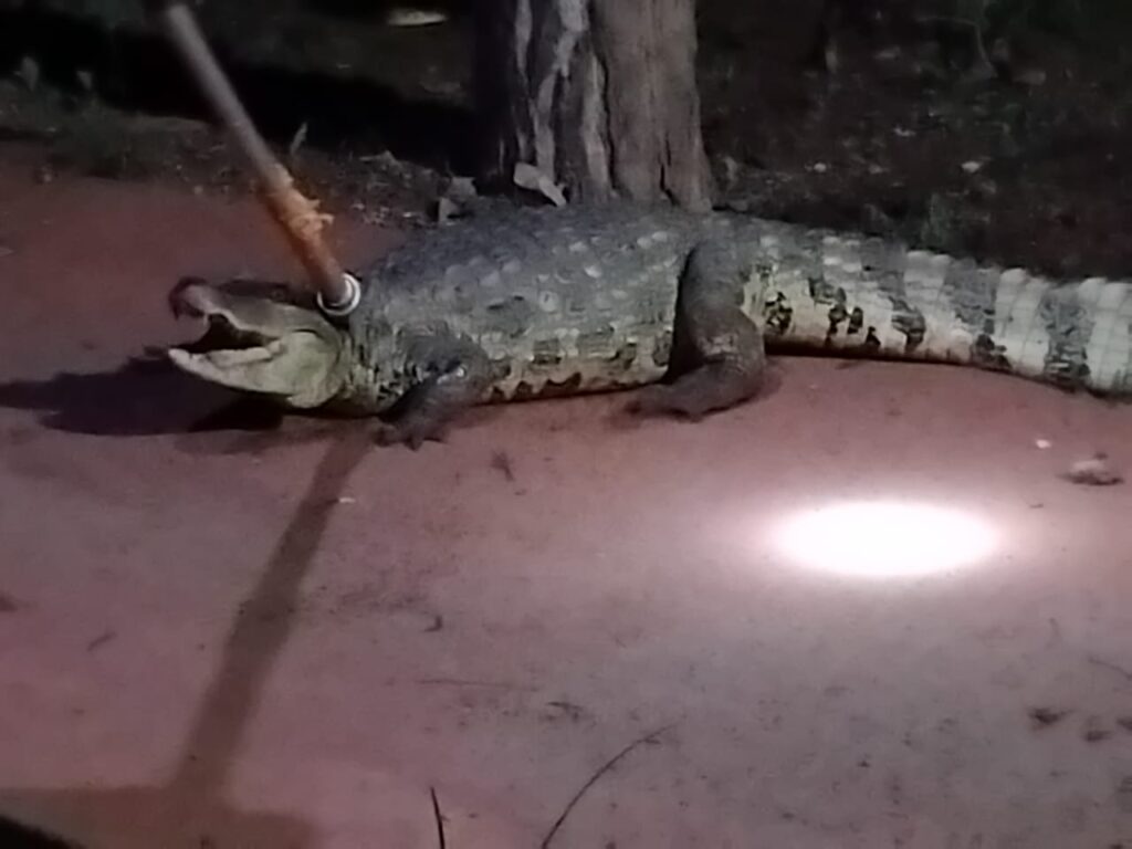 Moradores se assustam com jacaré de 1,5 m em pista de cooper em Catalão