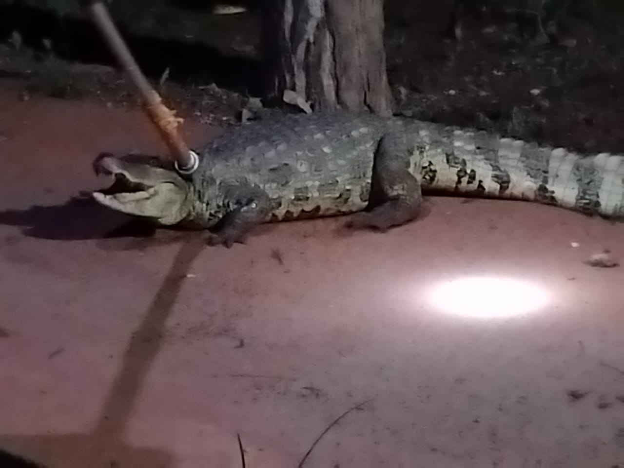 Moradores se assustam com jacaré de 1,5 m em pista de cooper em Catalão